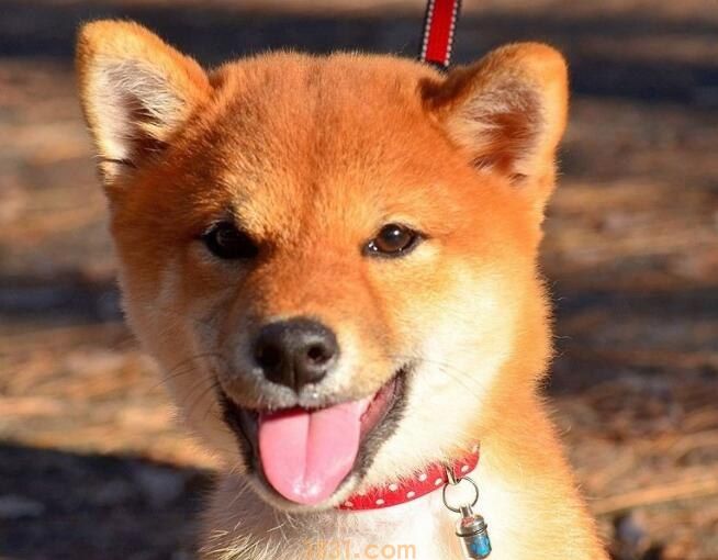 柴犬忠诚吗(图1)