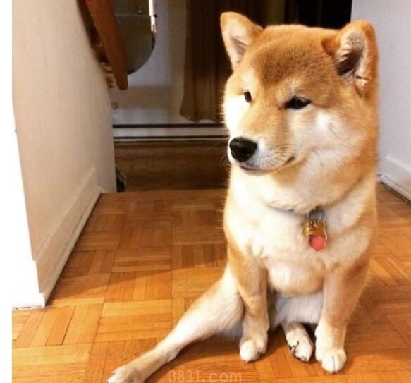 柴犬撕咬吗(图1)