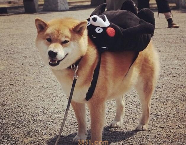 柴犬几岁绝育(图1)