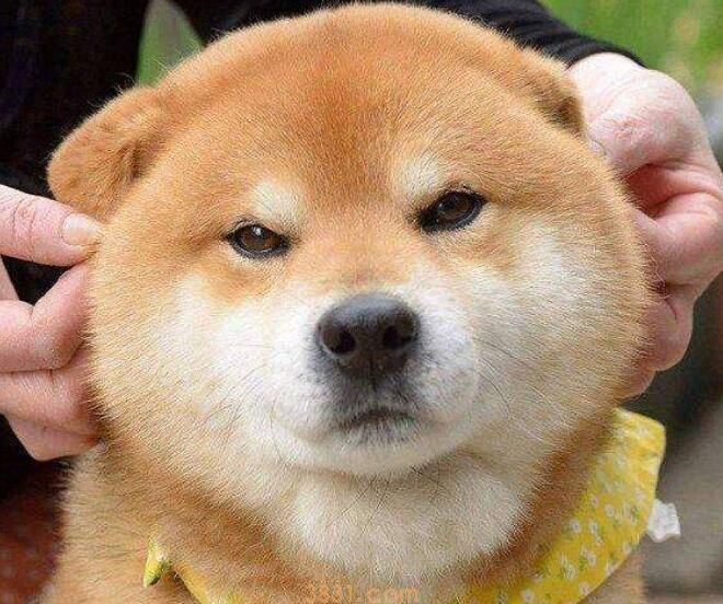 柴犬生产前兆(图1)