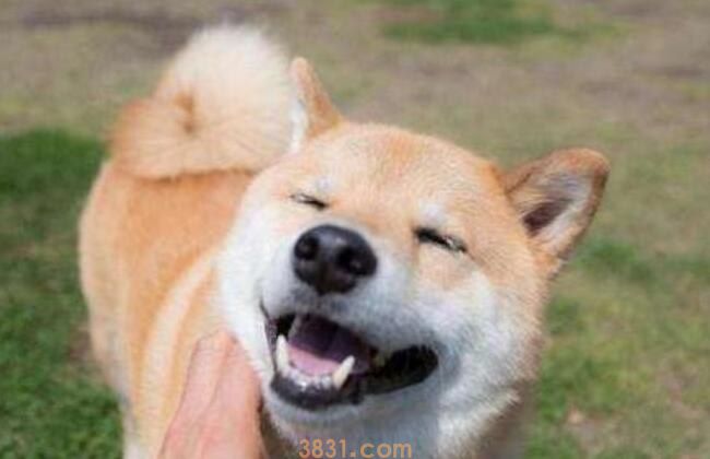 柴犬吃的多吗(图1)
