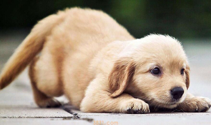 犬细小传染狗吗(图1)