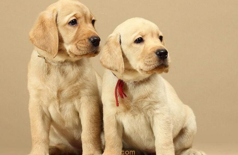 犬细小传染狗吗(图2)