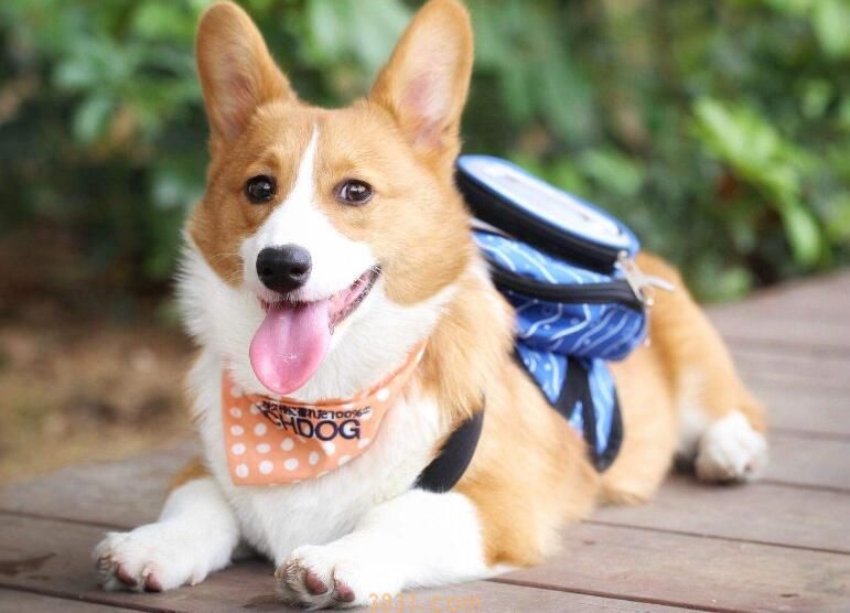 犬瘟后遗症多久能恢复(图1)