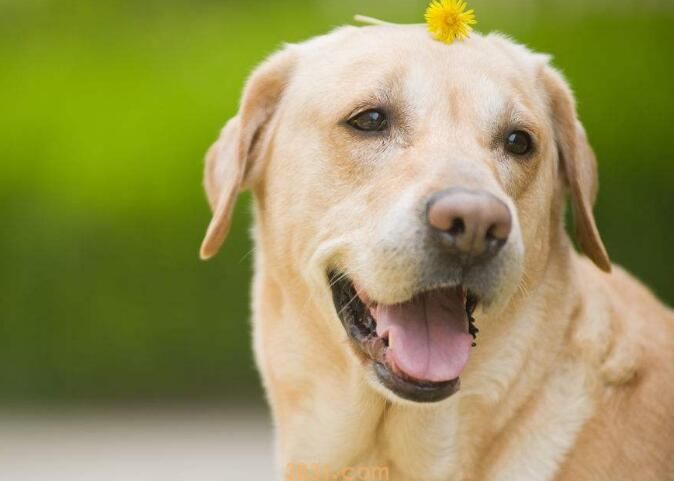 犬瘟后遗症多久能恢复(图2)