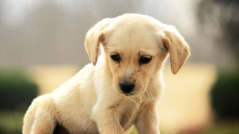 犬细小传染狗吗(图3)
