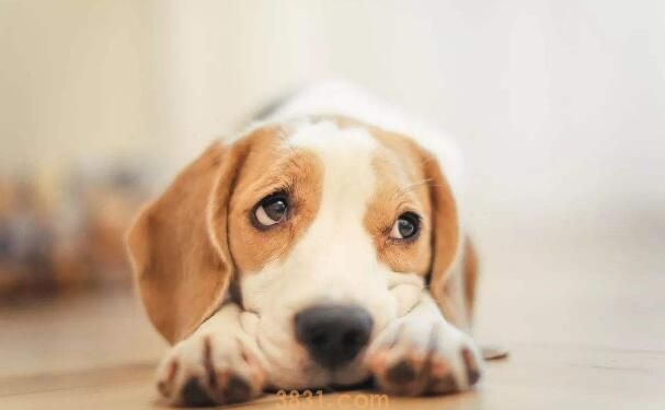 犬瘟后遗症多久能恢复(图3)