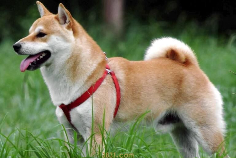 秋田犬只认一个主人吗(图1)