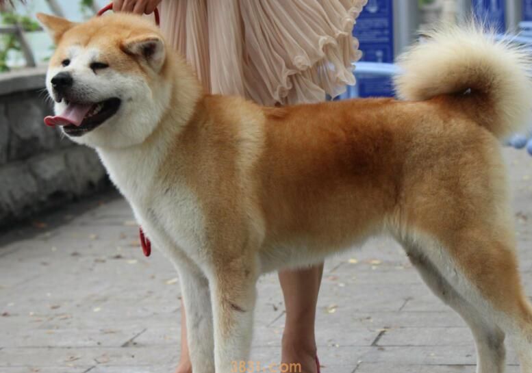 秋田犬只认一个主人吗(图2)