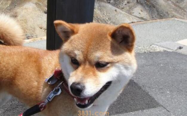 秋田犬只认一个主人吗(图3)