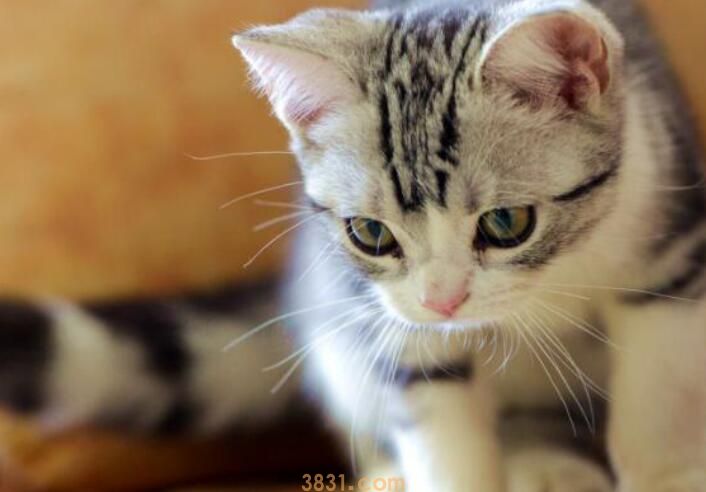庆大霉素给猫怎么喂(图1)