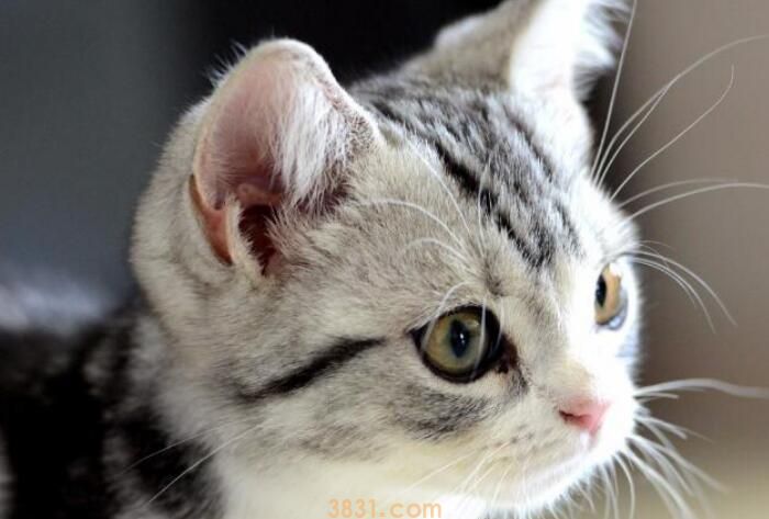 庆大霉素给猫怎么喂(图2)