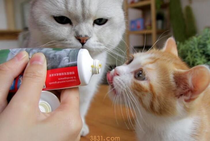 庆大霉素给猫怎么喂(图3)