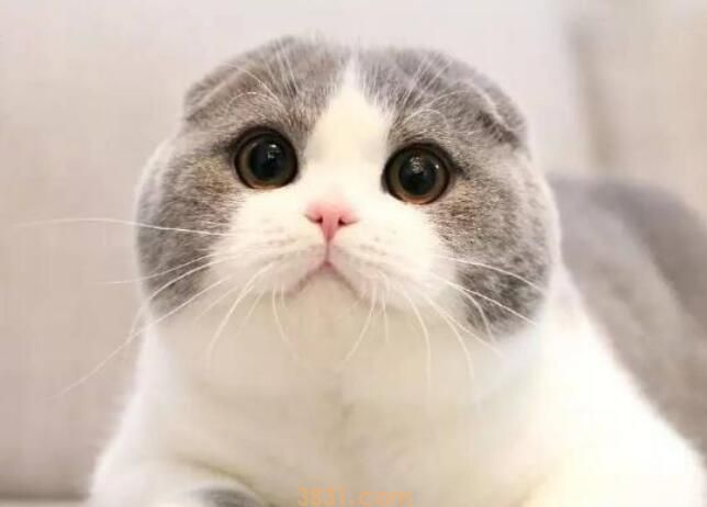 牛磺酸对猫的作用(图1)