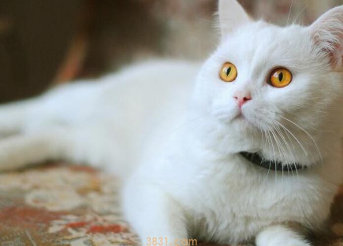 牛磺酸对猫的作用(图2)