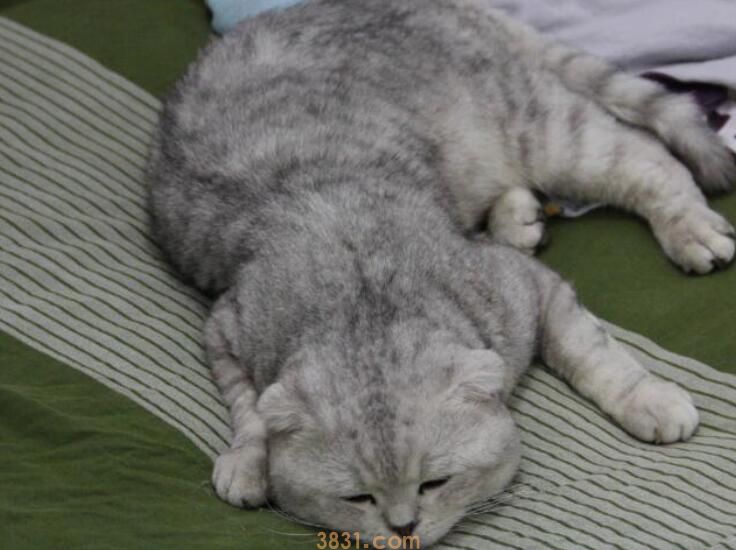 柠檬对猫有危害吗(图1)