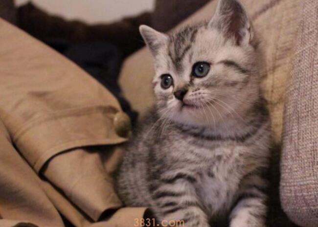 柠檬对猫有危害吗(图2)