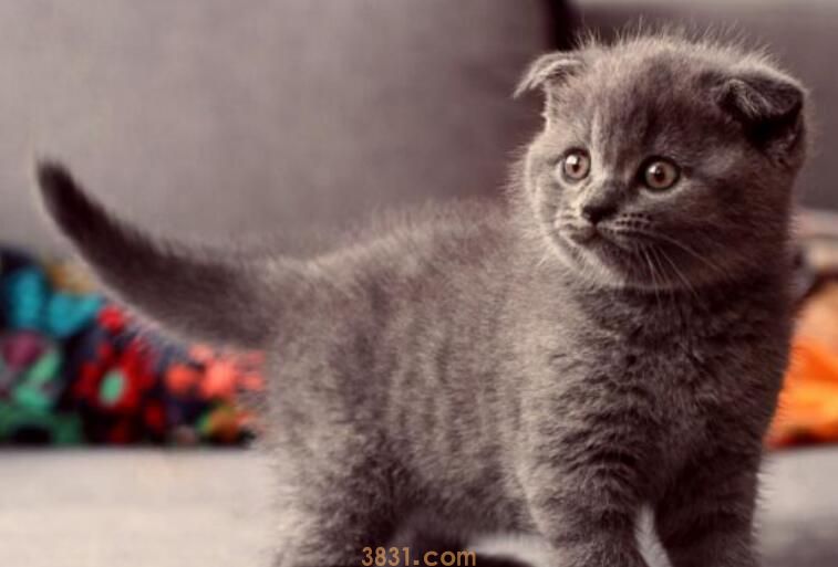 牛磺酸对猫的作用(图3)