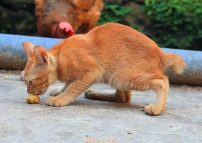 柠檬对猫有危害吗(图3)