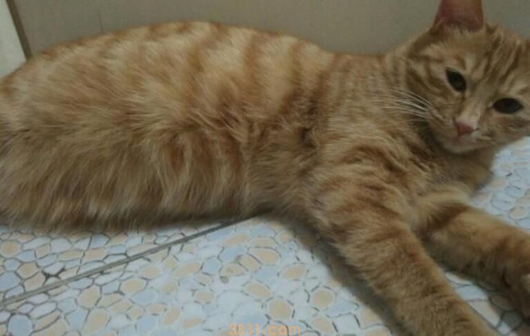 猫咪一年生几窝(图1)
