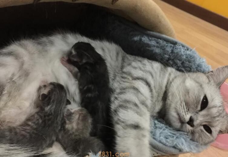 猫咪一年生几窝(图2)