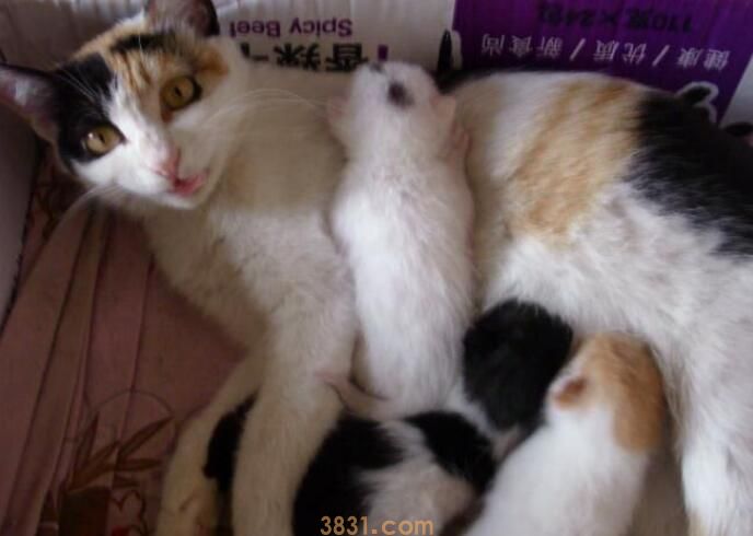 猫咪一年生几窝(图3)