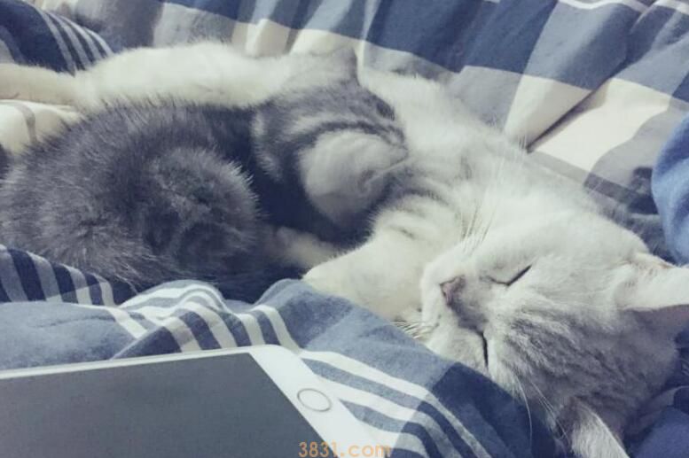 猫咪想上厕所的前兆(图1)