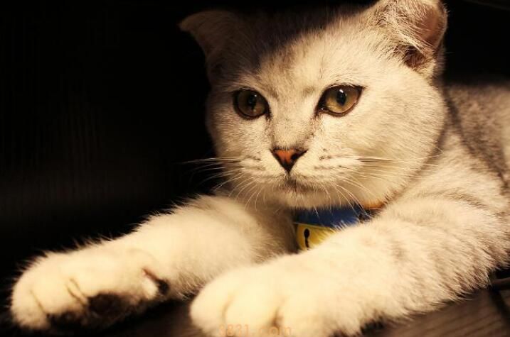 猫咪四肢无力站不起来什么原因(图2)