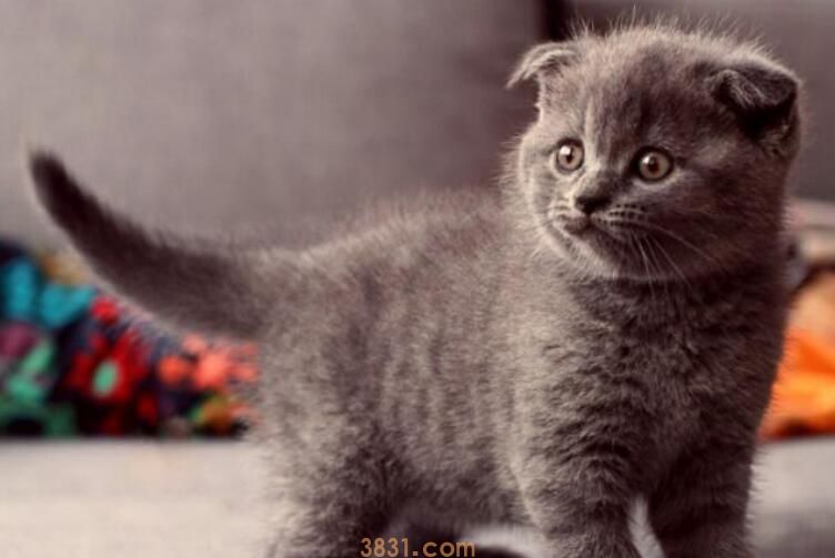 猫咪想上厕所的前兆(图2)