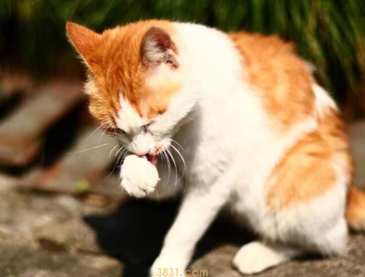 猫咪想上厕所的前兆(图3)