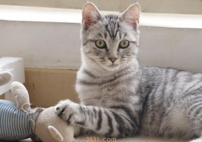 猫咪四肢无力站不起来什么原因(图3)