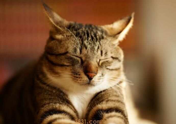 猫咪呕吐白色泡沫(图1)