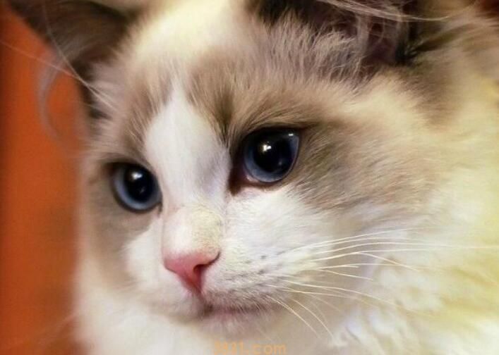 猫咪呕吐白色泡沫(图2)