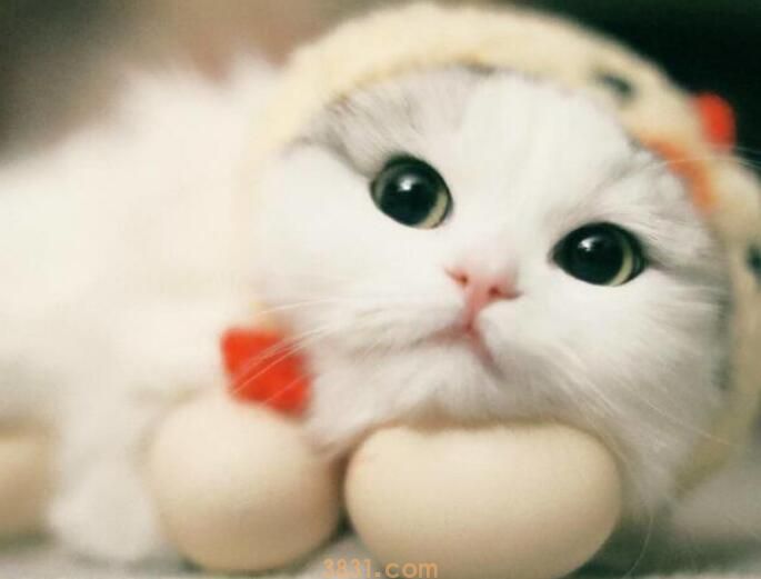 猫咪叫不出声怎么回事(图1)