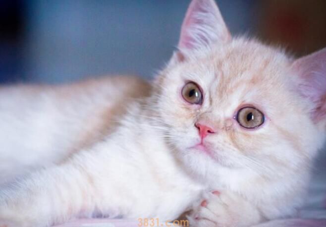 猫咪叫不出声怎么回事(图2)