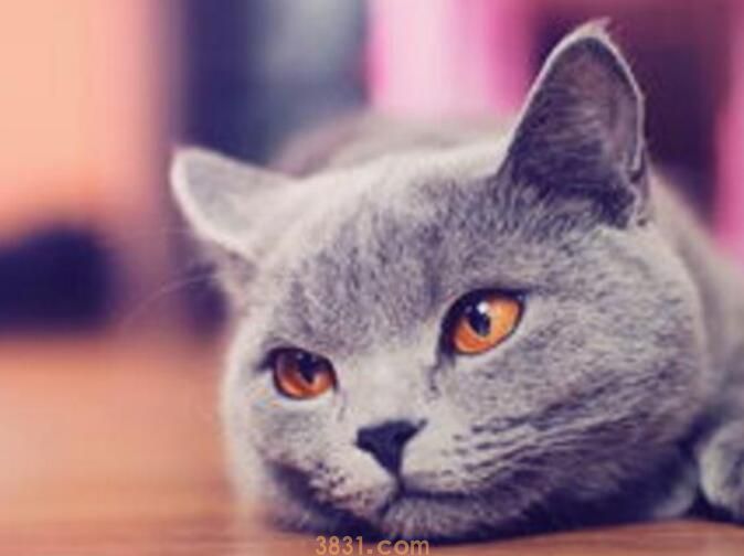 猫咪叫不出声怎么回事(图3)