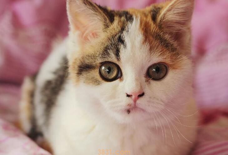 猫藓多久能好(图1)
