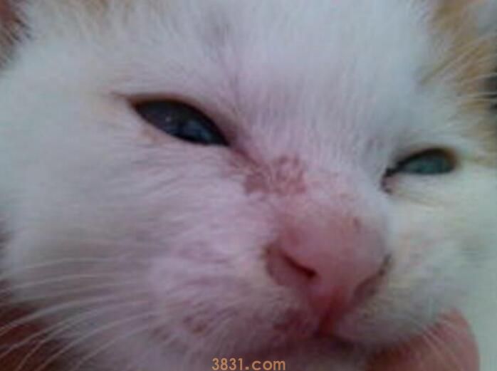 猫藓多久能好(图3)