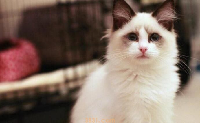 猫依赖主人的表现(图1)