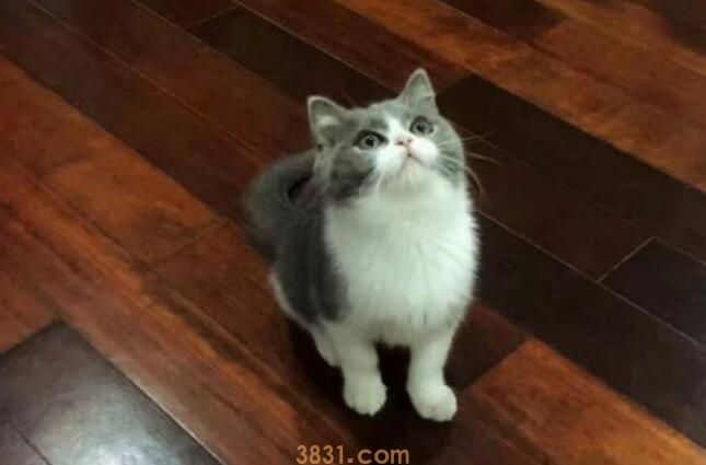猫依赖主人的表现(图2)