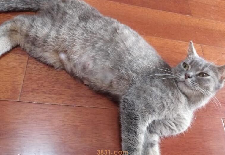 猫依赖主人的表现(图3)
