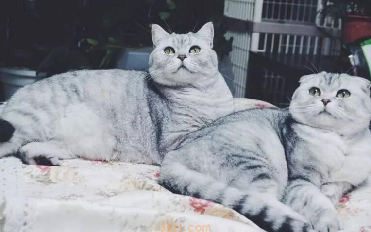 猫羊水破了是什么样子(图1)