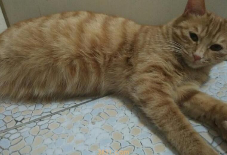猫羊水破了是什么样子(图2)