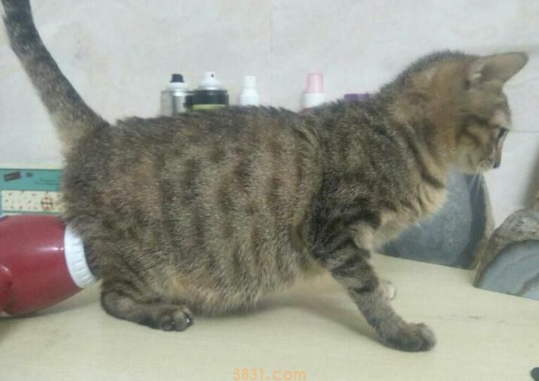 猫羊水破了是什么样子(图3)