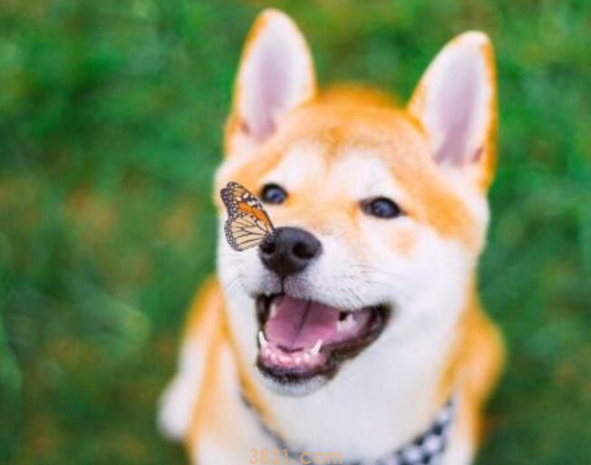 柴犬调皮吗(图1)