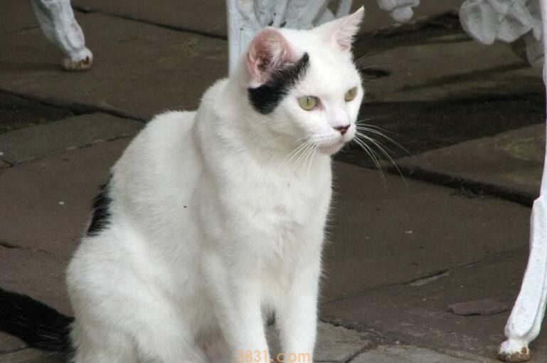 猫鼻子不通气打喷嚏怎么办(图1)