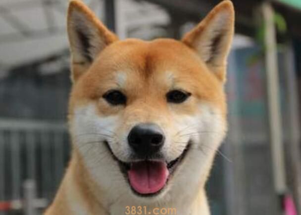 柴犬肉垫颜色是什么(图1)