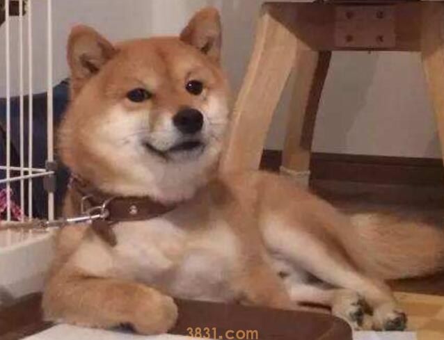 柴犬用什么绳(图1)