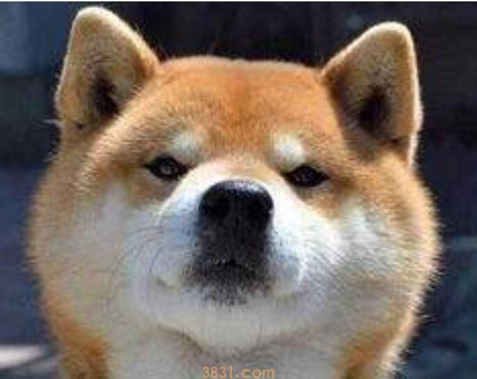柴犬为什么萌(图1)