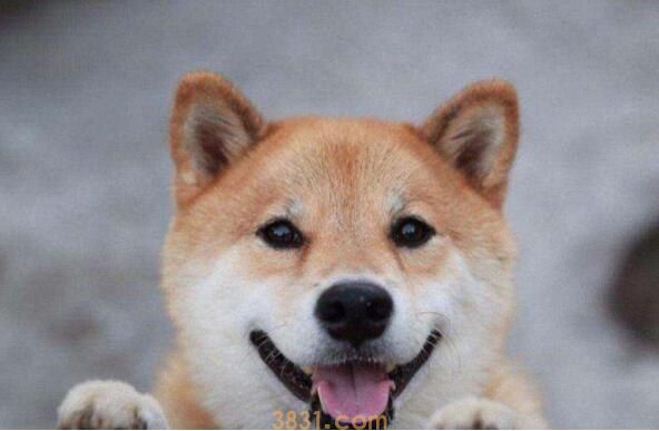 柴犬怎么爆脸(图1)